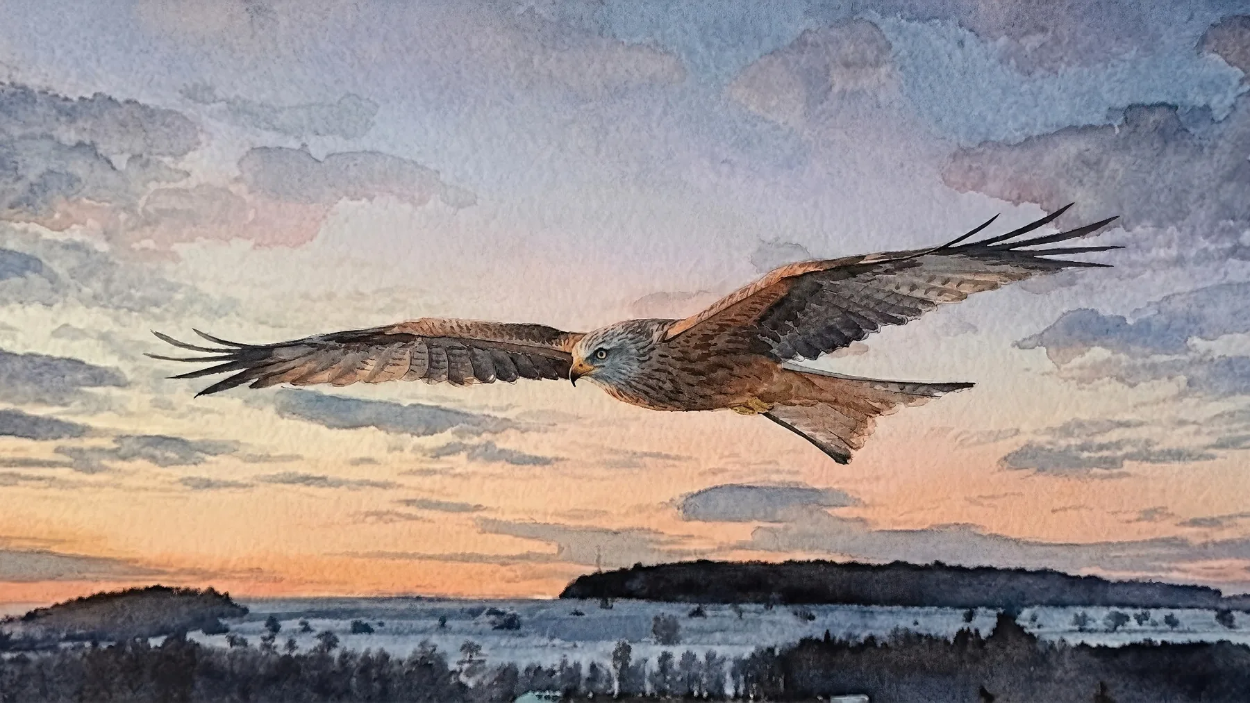 Rotmilan im Flug vor pastellfarbenem Abendhimmel
